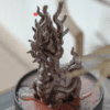 Dragon Turtle Decoration