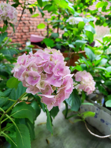 hydrangea flower