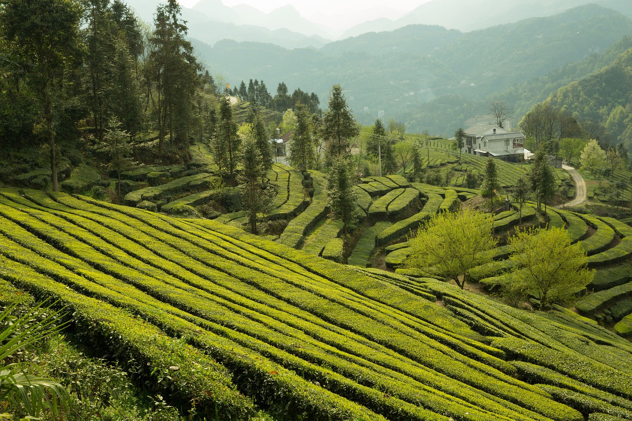 tea garden, wufeng, green gang ridge-2221932.jpg