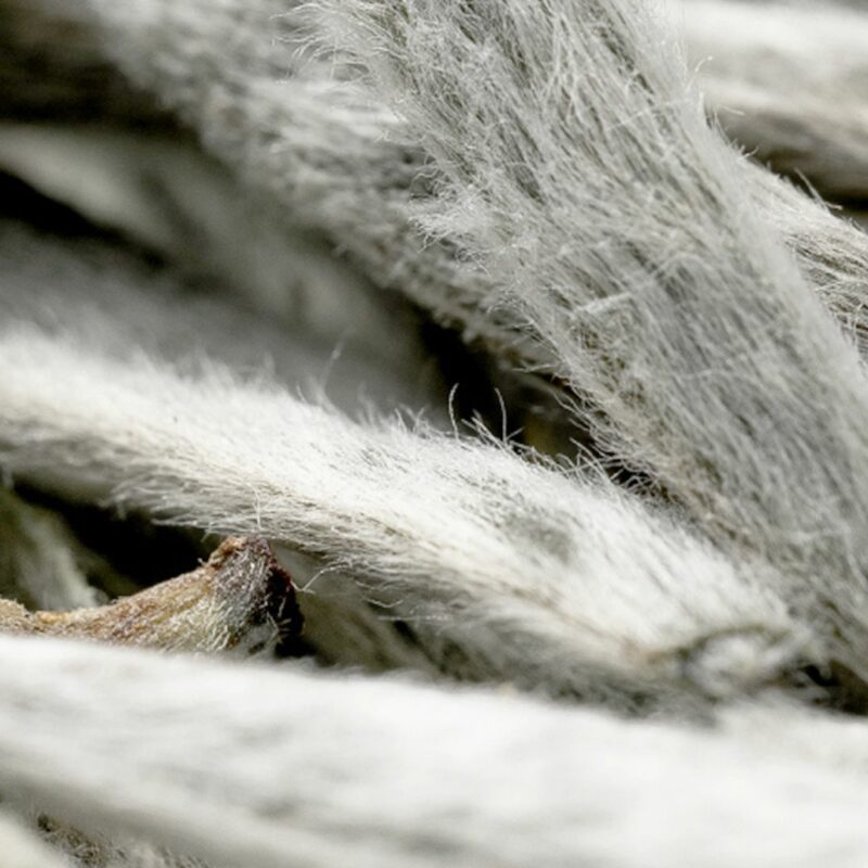 Silver Needle Premium Fu Ding Chinese White Tea