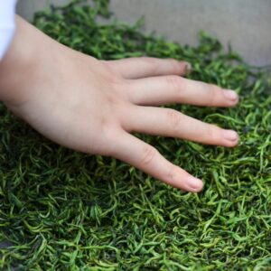 2023 Su Zhou Biluochun Young Bud Green Tea