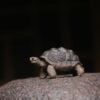 Creative Zisha Yixing Clay Little Turtle Tea Pet