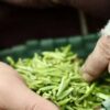 2025 头采 First Pick Huangshan Maofeng Chinese Green Tea