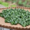2026 粽子茶 Zong Zi Bamboo Leaves Keemun Tea