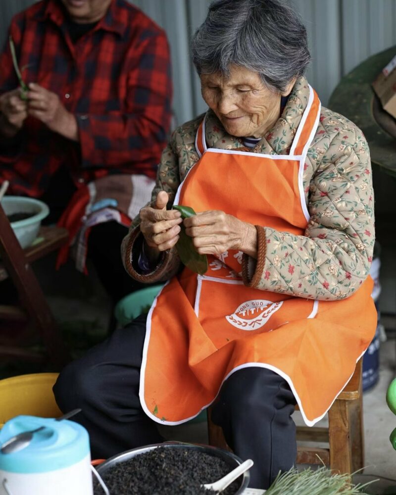 2026 粽子茶 Zong Zi Bamboo Leaves Keemun Tea
