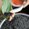 2026 粽子茶 Zong Zi Bamboo Leaves Keemun Tea